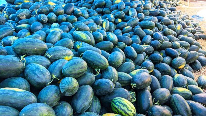 Giá thu mua dưa hấu tại ruộng chỉ khoảng 3.000 đồng/kg. Ảnh minh hoạ