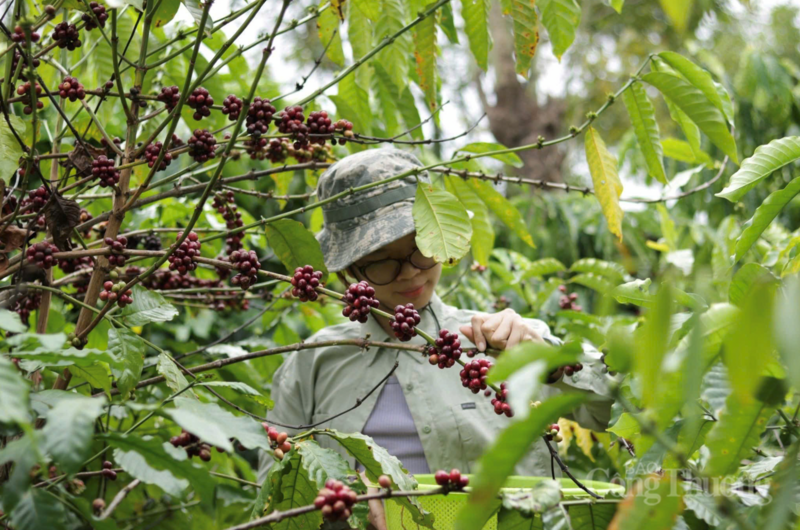 Thu hoạch cà phê tại Gia Lai. Ảnh: Hiền Mai