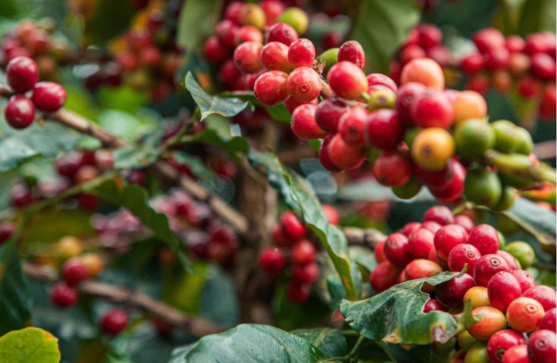 Giá cà phê thế giới tiếp tục duy trì xu hướng tăng khi thị trường ngày càng phản ánh rõ nét rủi ro thắt chặt nguồn cung. Ảnh minh họa