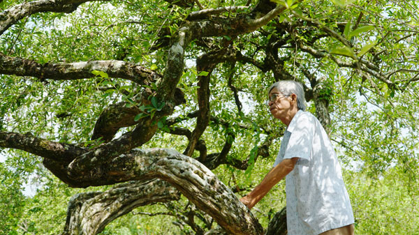 Chú Phan Khắc Tài bên vườn sơ ri của gia đình. Ảnh: THẢO LY
