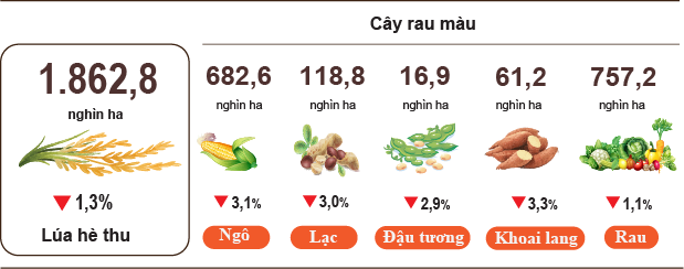 Diện tích gieo trồng một số cây hằng năm, tính đến 20/7/2026. (Nguồn: Cục Thống kê)