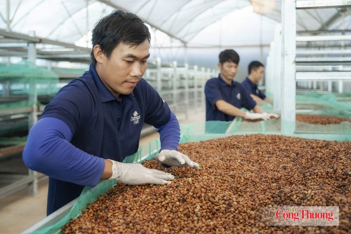 EUDR áp dụng đối với 7 nhóm hàng hóa chính, trong đó có cà phê