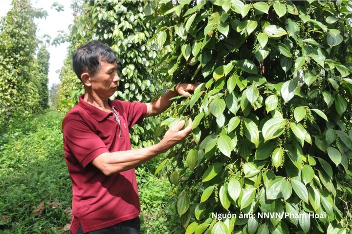 Nông dân ở Lâm Đồng phát triển hiệu quả hồ tiêu theo hướng hữu cơ.