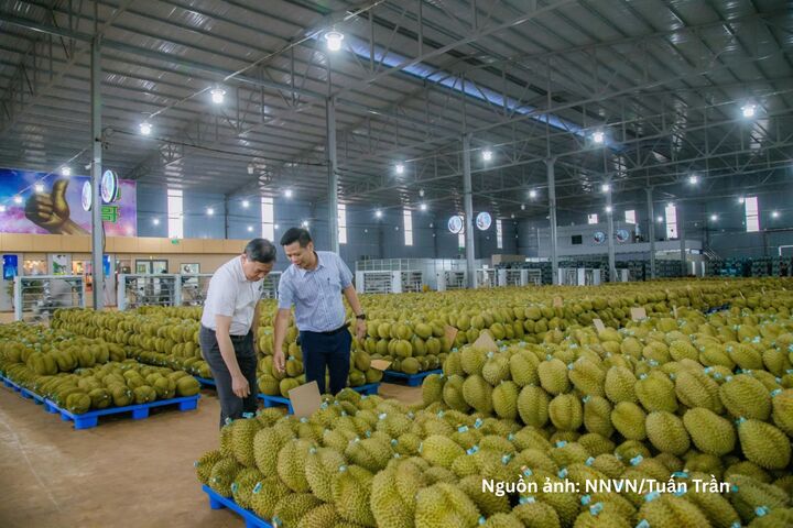 Tỉnh Đắk Lắk triển khai cơ chế mới về cấp, quản lý mã số vùng trồng, mã số cơ sở đóng gói theo hướng đơn giản hóa thủ tục.