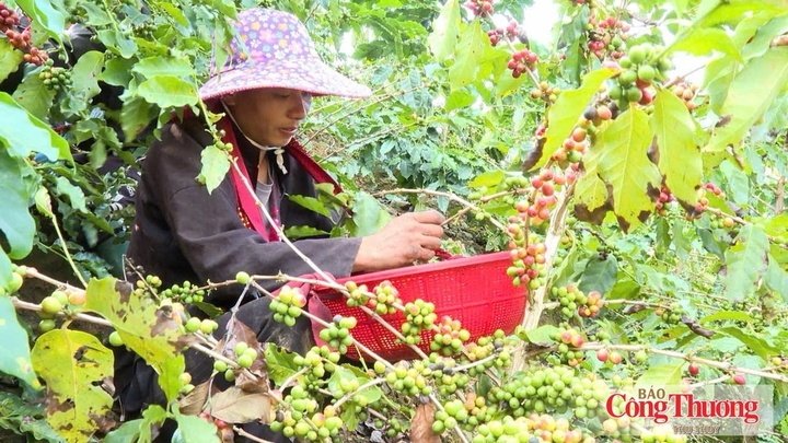 Mường Ảng - "thủ phủ" cà phê Arabica lớn nhất tỉnh Điện Biên.