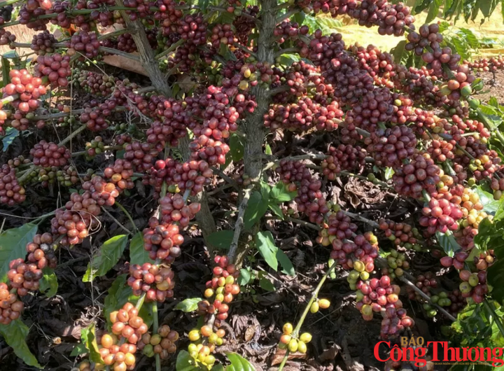 Giá cà phê Arabica giảm 1,48%, xuống 6.003 USD/tấn, trong khi cà phê Robusta giảm 2,31%, xuống 3.260 USD/tấn.