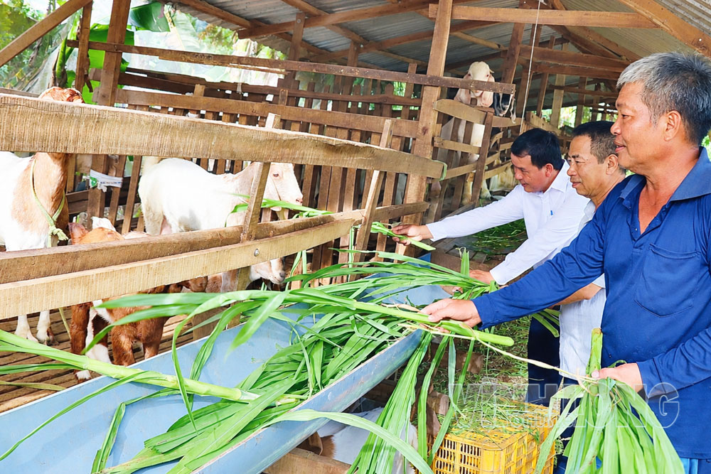 Mô hình nuôi dê của ông Trần Văn Tặng (bìa phải) mang lại hiệu quả kinh tế cao. Ảnh: SƠN TUYỀN