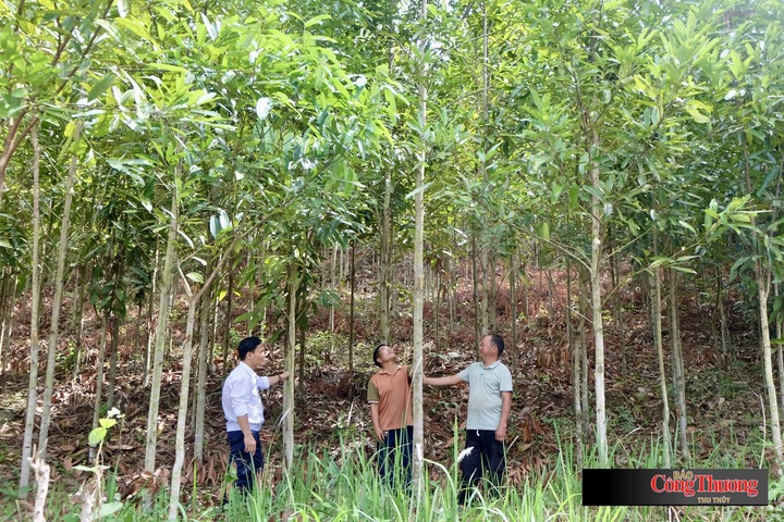 Cây quế cũng đang từng bước khẳng định hiệu quả, tạo cơ hội thoát nghèo bền vững cho người dân vùng biên xã Nà Bủng.