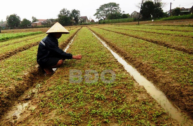 Bà con làng rau Thuận Nghĩa (Phú Phong, Tây Sơn) chăm sóc vụ rau Tết. Nguồn: Báo Bình Định