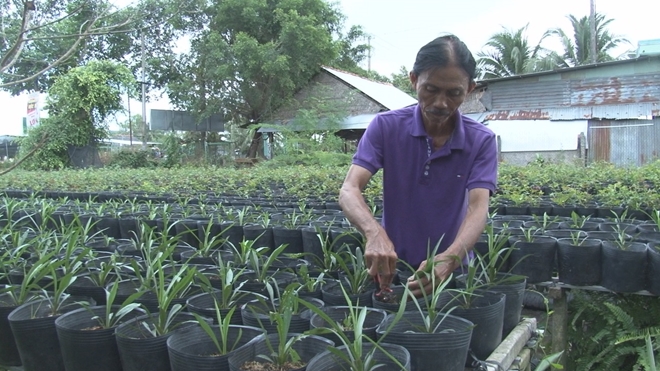 Chủ nhà vườn Sa Đéc (Đồng Tháp) tất bật với vụ Tết.