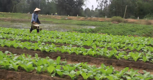 Người dân vùng cát Thăng Bình tất bật chăm sóc rau. Nguồn: Thanh Niên