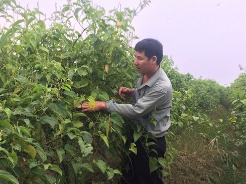 Ngưỡng mộ Út khùng bỏ chục tỷ làm trang trại thu 3 tỷ đồng/năm Ngưỡng mộ Út khùng bỏ chục tỷ làm trang trại thu 3 tỷ đồng/năm