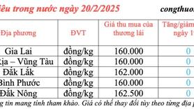 Giá tiêu hôm nay 20/2/2025, trong nước ổn định ở mức cao