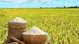 Giá lúa gạo hôm nay 17/4: Lúa chững giá, gạo bình ổn