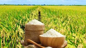 Giá lúa gạo hôm nay ngày 18/4: Gạo nguyên liệu tăng nhẹ