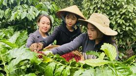 Giá cà phê hôm nay 22/5/2025, trong nước giảm trở lại