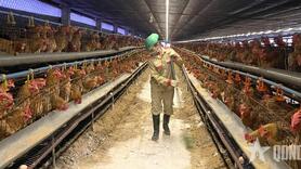 Sử dụng kháng sinh trong chăn nuôi vẫn phổ biến