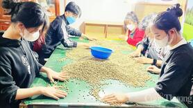 Giá cà phê hôm nay 23/5/2025, trong nước trái chiều thế giới