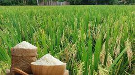 Giá lúa gạo hôm nay ngày 29/5: Gạo xuất khẩu giảm