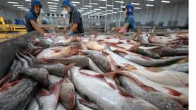 Cá tra và bài toán chinh phục thị trường nội địa
