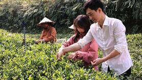 Không chỉ làm hồi sinh nương chè quê hương