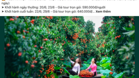 Du lịch nông sản 0 đồng ‘hút khách’ mùa hè