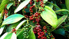 Bản tin nông sản hôm nay (29-6): Giá hồ tiêu tăng mạnh