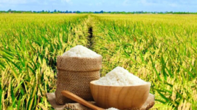 Giá lúa gạo hôm nay ngày 29/6 và tuần qua biến động