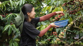 Giá cà phê hôm nay 30/6/2025, thị trường đi ngang