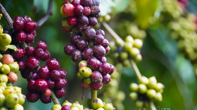 Giá cà phê Arabica giảm phiên thứ 5 liên tiếp về mức 6.134 USD/tấn