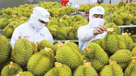 Sầu riêng Việt Nam: Từ 'ngôi sao' xuất khẩu đến bài toán tái cấu trúc bền vững