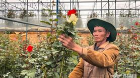Tỷ phú hoa hồng dưới chân núi Langbiang