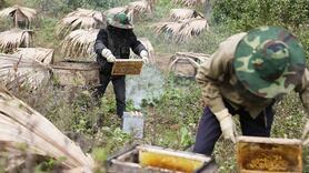 Mật ong bạc hà: “Giọt vàng” tạo sinh kế bền vững cho đồng bào dân tộc Tuyên Quang