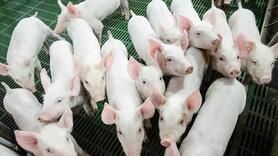 Giá heo hơi hôm nay ngày 5/8/2025: Bất ngờ đi ngang trên cả 3 miền