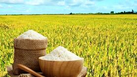 Giá lúa gạo hôm nay ngày 6/8/2025: Thị trường lặng sóng