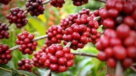 Bản tin nông sản hôm nay (7-8): Giá cà phê tiếp tục tăng, vượt 100.000 đồng/kg