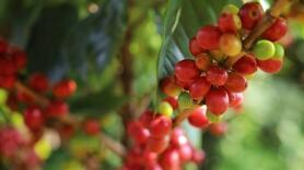 Bản tin nông sản hôm nay (8-8): Giá cà phê giảm