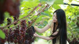 Mô hình du lịch trải nghiệm nông nghiệp mở đường giảm nghèo ở Vân Sơn