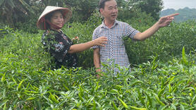 Từ đất cát bạc màu đến mùa ớt đỏ rực ở Xuân Hòa