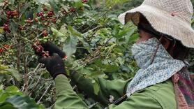 Phát triển sản xuất với du lịch nông nghiệp: Sinh kế mới trên đất dốc