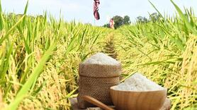Giá lúa gạo hôm nay ngày 28/8: Lúa vững giá, gạo xuất khẩu đi ngang