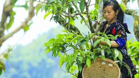 Điện Biên: Nâng tầm thương hiệu cà phê Mường Ảng, chè Shan Tủa Chùa