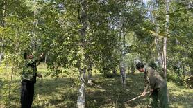 Cao Bằng đẩy mạnh chế biến sâu, mở rộng thị trường cho quế, hồi