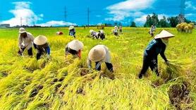 Thị trường lúa gạo: Trong nước đứng yên, quốc tế leo thang