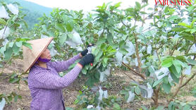 Đòn bẩy cho sản phẩm OCOP tiền tỷ và bức tranh nông thôn mới ngày càng hiện đại ở Quảng Ninh