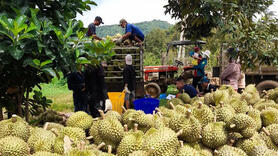 Xuất khẩu nông sản sang Trung Quốc: Nắm vững Lệnh 280 để tránh rủi ro