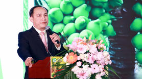 Phát triển 'nóng' khiến dừa tươi xuất khẩu dần đánh mất lợi thế