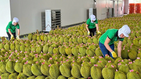 Gỡ ‘nút thắt’ kiểm nghiệm, xuất khẩu sầu riêng thông suốt trở lại