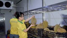 Xuất khẩu sầu riêng sang Trung Quốc trở lại bình thường