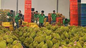 Sắp đăng ký tự động mã số xuất khẩu qua Hải quan Trung Quốc